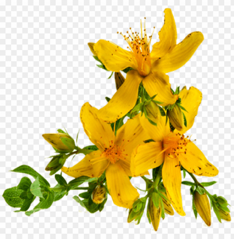 hipérico - st john's wort Isolated Artwork on Clear Background PNG