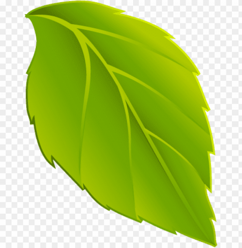 hojas en - dibujo de hoja verde Clear pics PNG