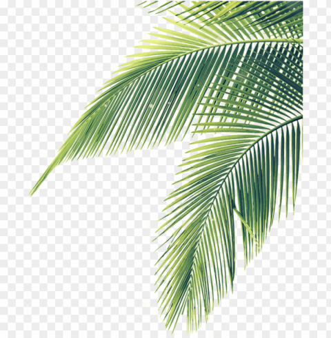 Hojas Palmera Sombra Stiker Mix Lines Nature - Palm Tree Leaves Transparent PNG Images With Clear Backgrounds
