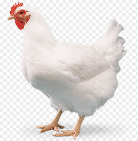 home - b - b - chicks - broiler chicken meat PNG transparent graphics for projects PNG transparent with Clear Background ID ea1afcd7