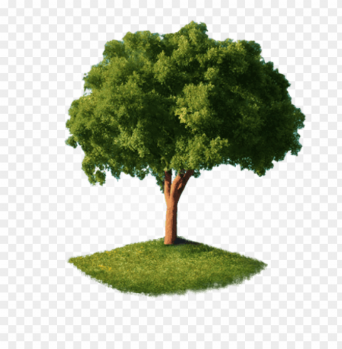home-tree - tree perspective view PNG graphics with alpha transparency bundle
