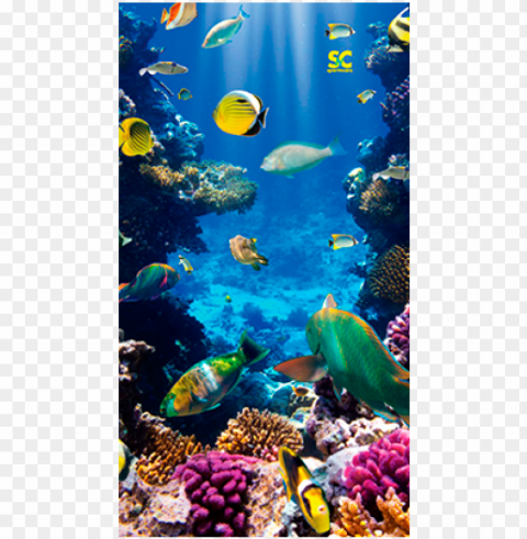 homemarinecoral reef mt5072 - tropical fish case - ipad air Transparent Background Isolated PNG Figure