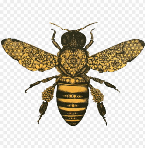 honeybee and the moth PNG transparent images for printing