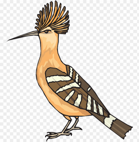 hoopoe PNG images with transparent canvas comprehensive compilation
