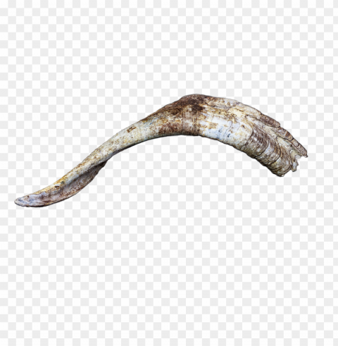 horn horns bock goat billy goat head isolated - fish PNG transparent photos vast collection