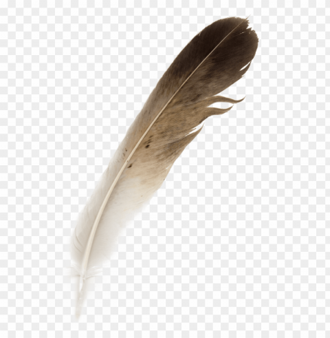 Hornbill Feather PNG Graphic With Clear Background Isolation
