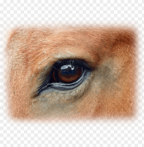 Horse Transparent PNG Images For Digital Art
