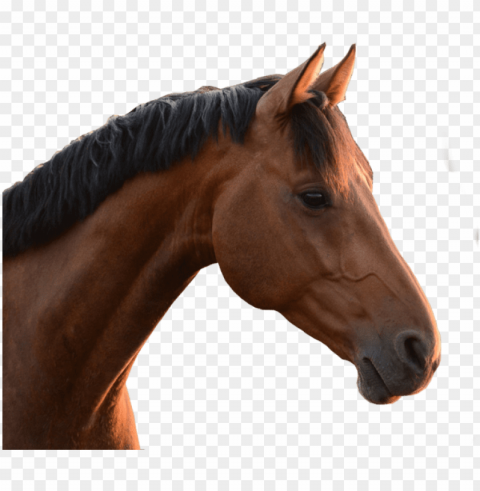 horse head - horse head no background Transparent PNG Isolated Artwork