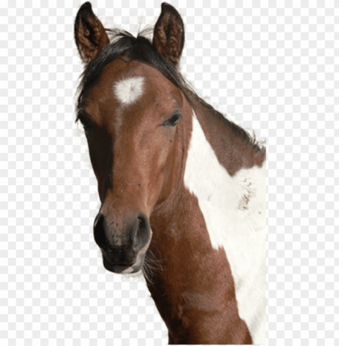 horse head - horses head PNG for blog use