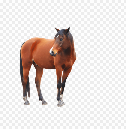 horse PNG format PNG transparent with Clear Background ID 3164b841