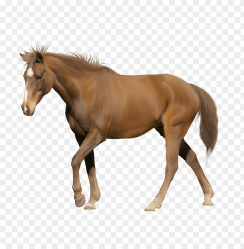 horse PNG free download PNG transparent with Clear Background ID ad29f1dd