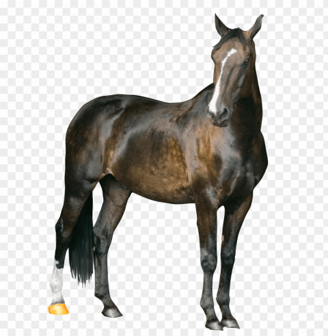 horse PNG free download transparent background PNG transparent with Clear Background ID 3d2f6641