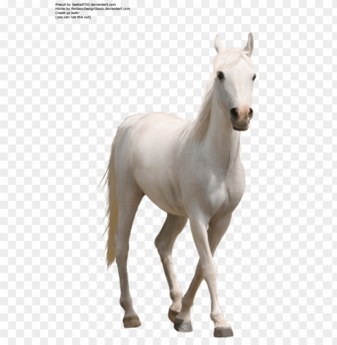 Horse PNG Free Transparent