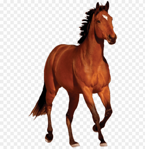 Horse PNG Graphic Isolated On Transparent Background