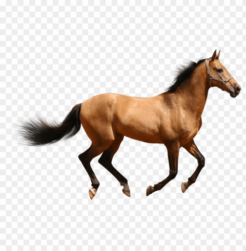 Horse PNG Graphic With Isolated Design