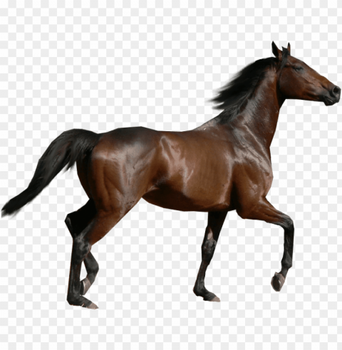 Horse PNG Graphic With Transparency Isolation