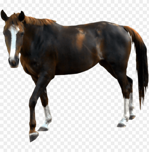 Horse PNG Graphics With Alpha Channel Pack