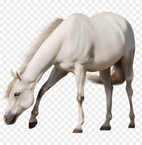 Horse PNG Graphics With Clear Alpha Channel