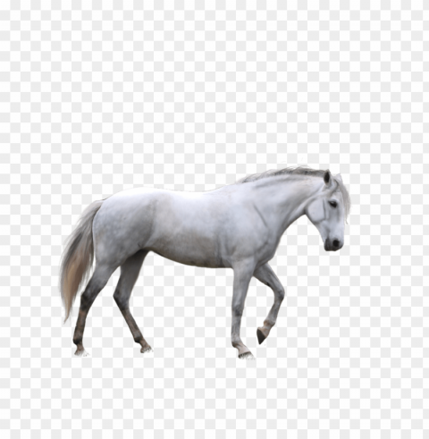 Horse PNG Graphics With Transparency