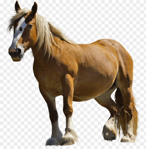 Horse PNG Image Isolated On Clear Backdrop