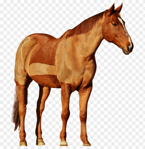 horse PNG Image Isolated with High Clarity