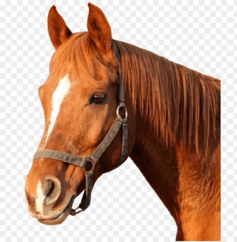 Horse PNG Image Isolated With Transparency