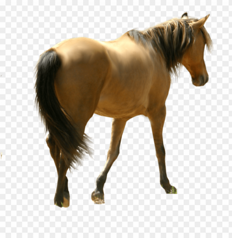 Horse PNG Images For Merchandise