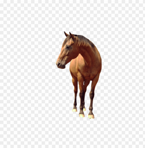 Horse PNG Images For Personal Projects