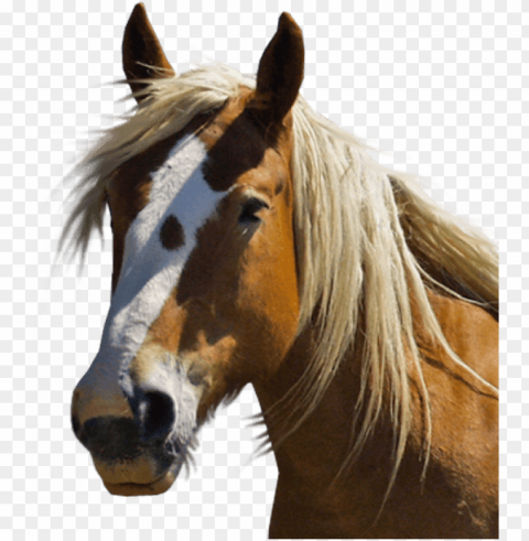 Horse PNG Images For Websites