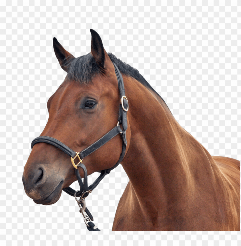 Horse PNG Images Free Download Transparent Background