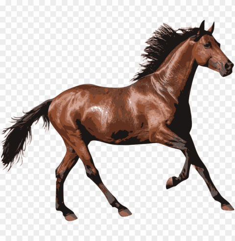 Horse PNG Images No Background