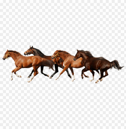 Horse PNG Images Transparent Pack