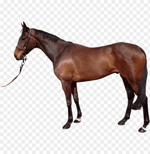 horse PNG images with alpha transparency diverse set