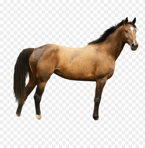 Horse PNG Images With Alpha Transparency Free