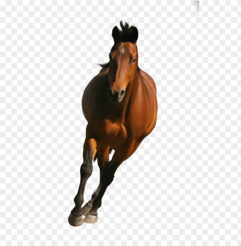 Horse PNG Images With Alpha Transparency Wide Collection