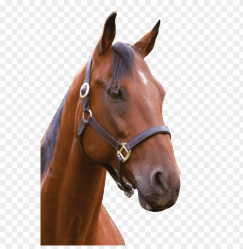 Horse PNG Images With Clear Alpha Channel