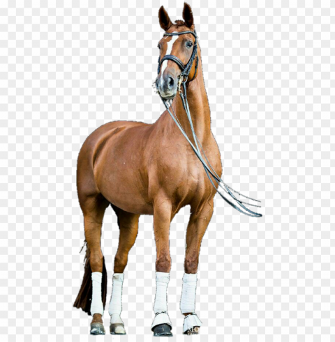horse for picsart PNG images with no watermark PNG transparent with Clear Background ID 6ceb8bce