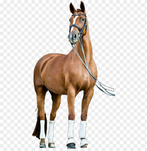 Horse For Picsart PNG Images With No Watermark