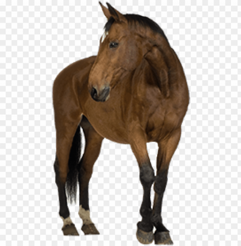 horse free image download - first aid on animals Clean Background Isolated PNG Art