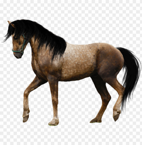 horse image - beautiful horse PNG files with clear backdrop assortment