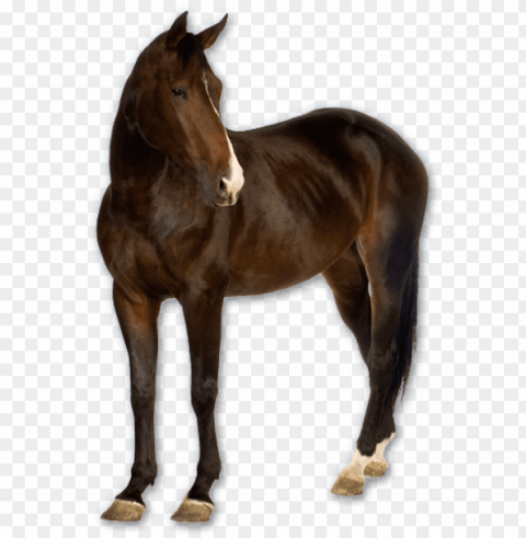 horse image free download picture - real horse Clean Background Isolated PNG Design