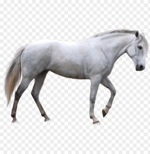 horse image - white horse background Transparent PNG graphics complete archive