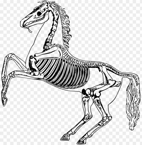 horse skeleton - horse skeleton drawi Isolated Item on Transparent PNG Format