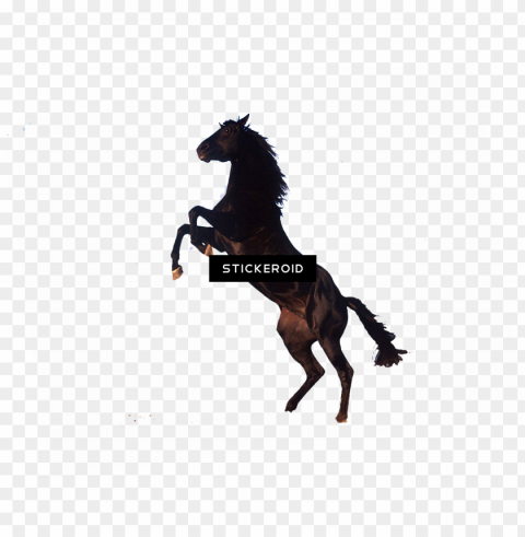 horse - standing horse clip art PNG transparent graphics comprehensive assortment