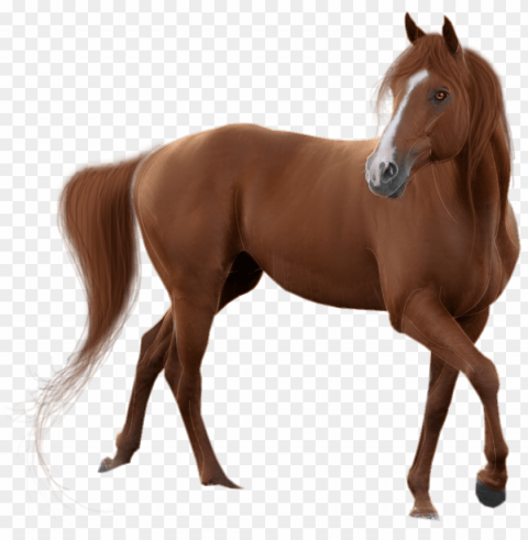 horse transparent - horse PNG Graphic Isolated on Clear Background