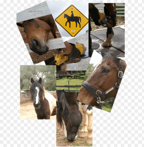 horses - horse Transparent PNG illustrations