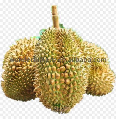 hot sell raw jackfruit seeds nutrition powder durian - duria Transparent PNG stock photos
