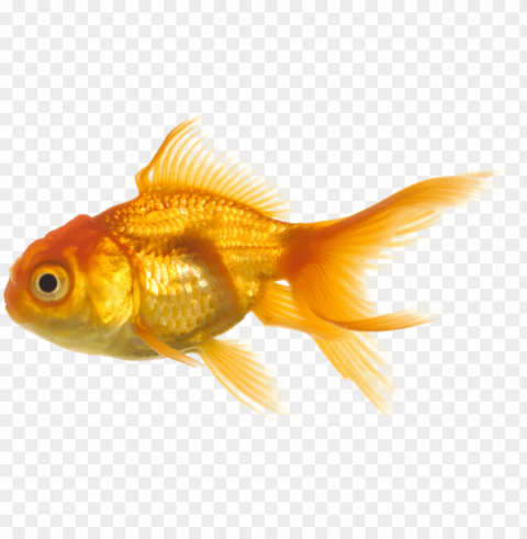 hoto fish png1157 zps5b5d563f - big fish and little fish PNG for educational projects