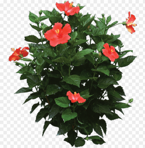 hoto of a hibiscus rosa plant - hibiscus plant PNG images for advertising