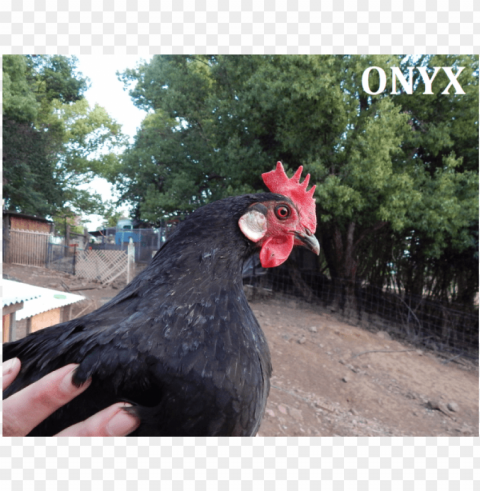 hoto of onyx & cider - rooster Clean Background Isolated PNG Object